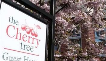 Cherry Tree