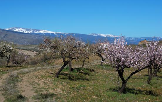 Mandelblüte nahe der Sierra Nevada