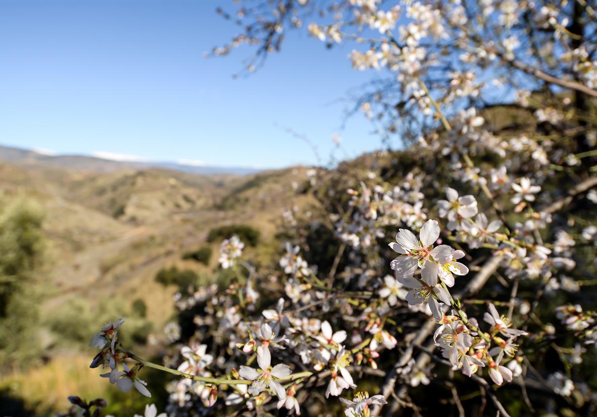 Mandelblüte im andalusischen Hinterland