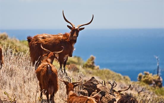 Freundliche Einheimische