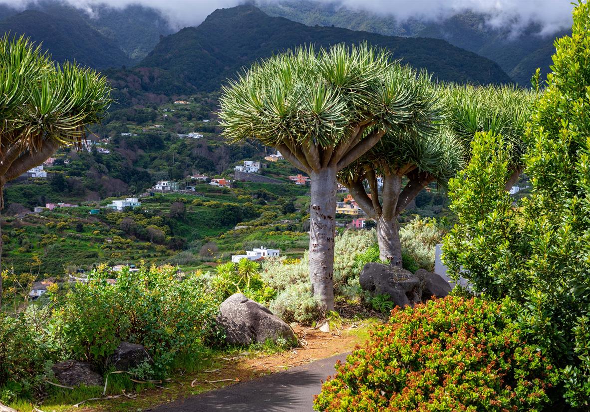 Das Grün der Isla Bonita