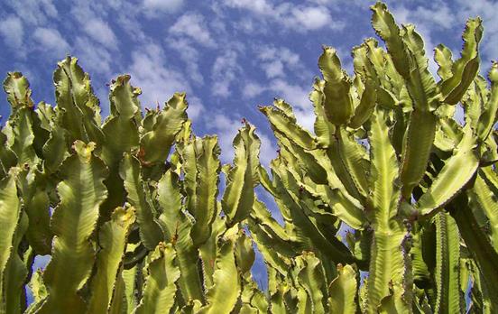 Imposante Kakteen auf Gran Canaria