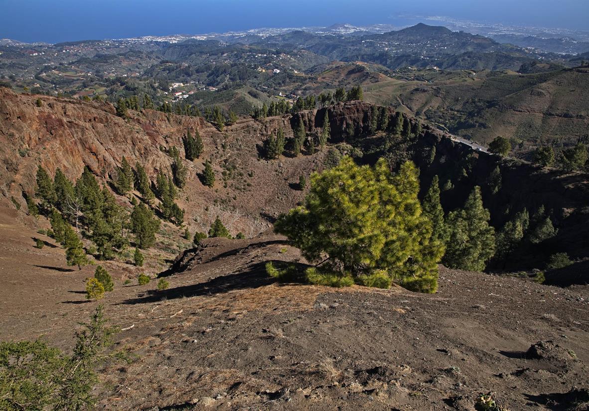 Pinos de Galdar