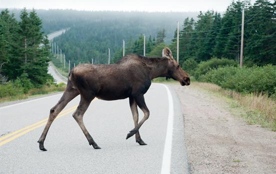 Meet the locals