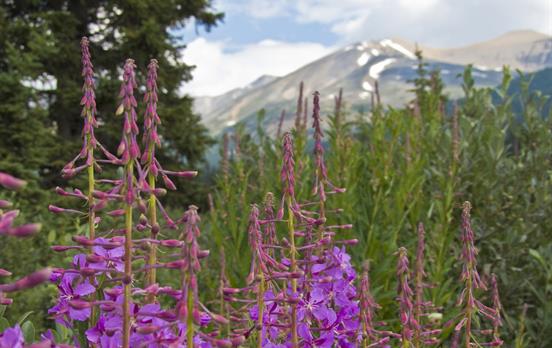 Catch the alpine wildflowers in summer bloom