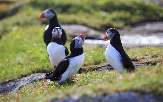 Observe Atlantic puffins on an offshore island