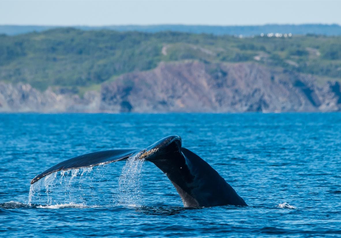 Look for humpback and minke whales close to shore