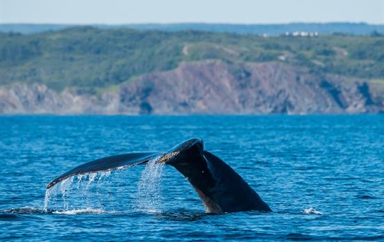 Look for humpback and minke whales close to shore