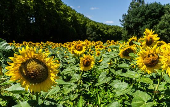 Fields of sunflowers on the Canal du Midi