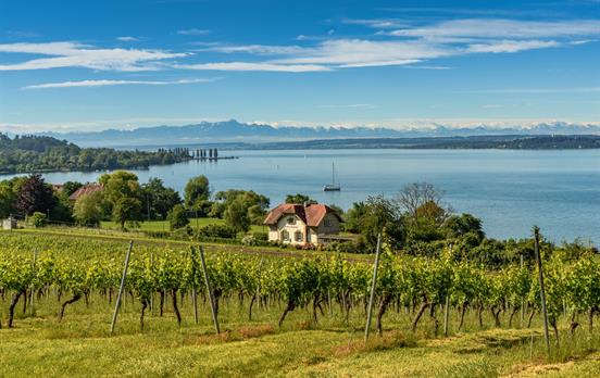 Vineyards on the slopes of Lake Constance