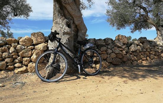 Taking a break under the olive trees