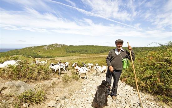 Shepherd with his flock in the coutryside