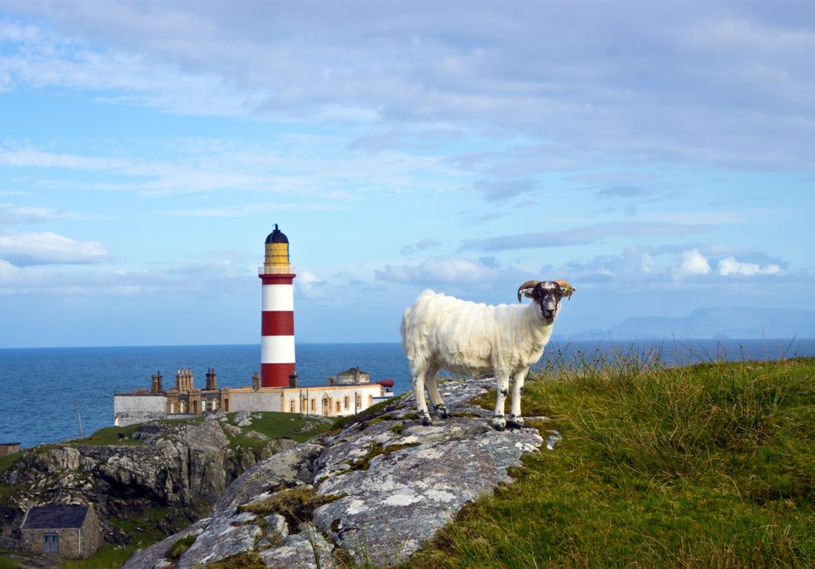 Eilean Glas Lighthouse and a sheep