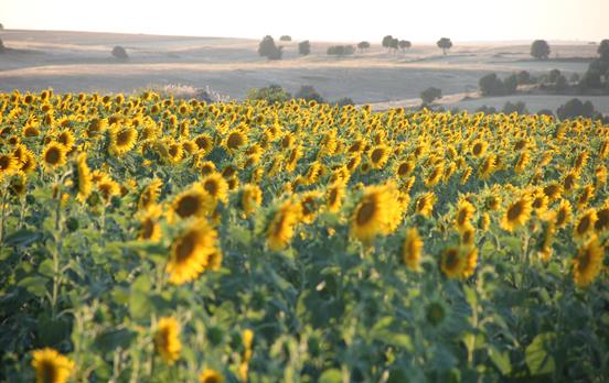 Fields of sunflowers