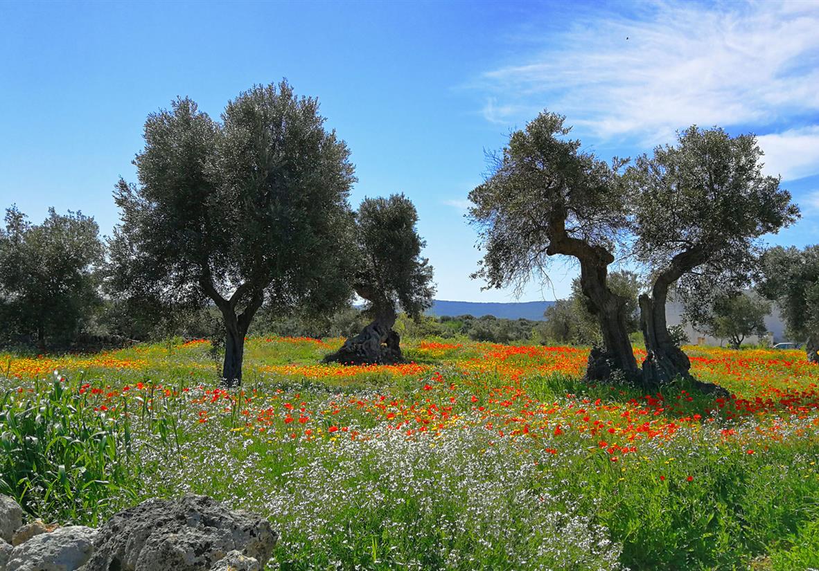 Poppies and olive trees