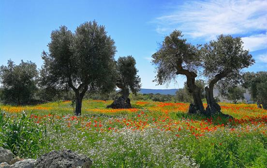 Poppies and olive trees