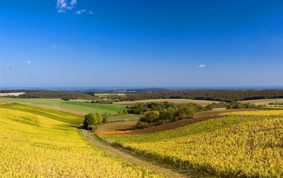 Beautiful Loire Vineyards