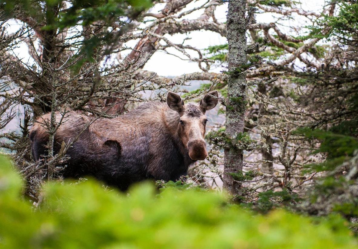 Look for moose, whales and wildflowers