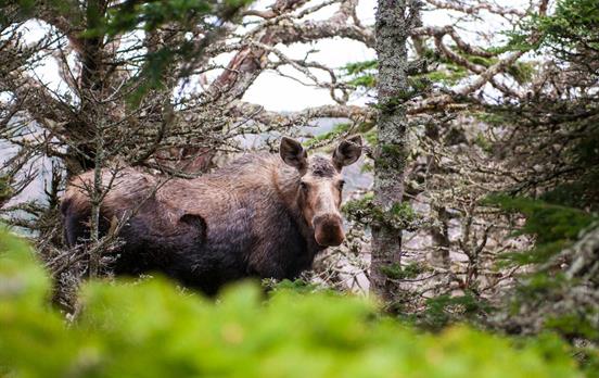 Look for moose, whales and wildflowers