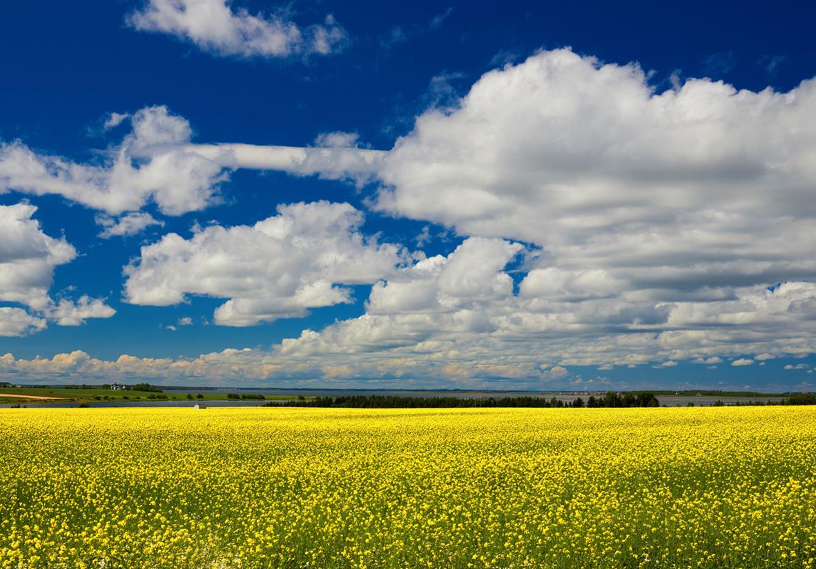 Fields of Canola