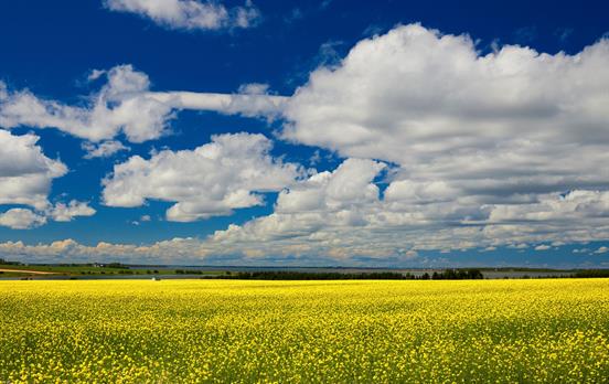 Fields of Canola