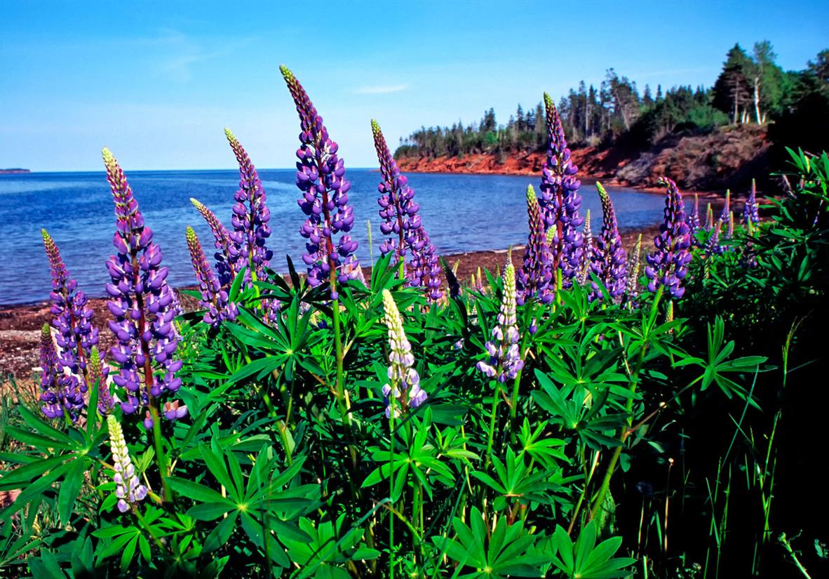 Lupins