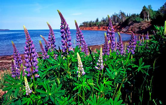 Lupins