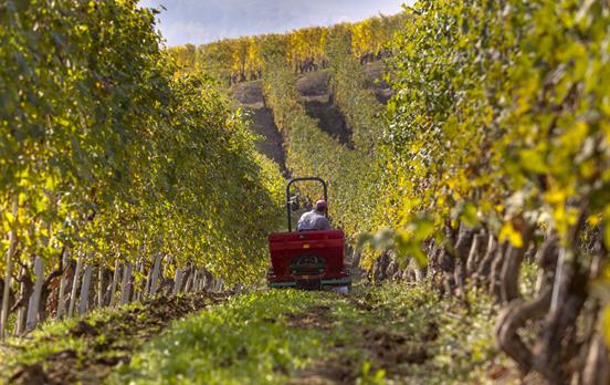 Ein Winzer bei der Arbeit