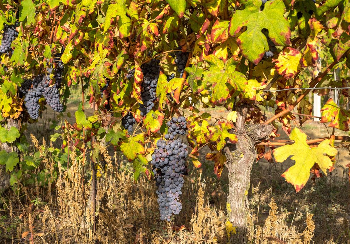 Zeit der Weinlese im Piemont