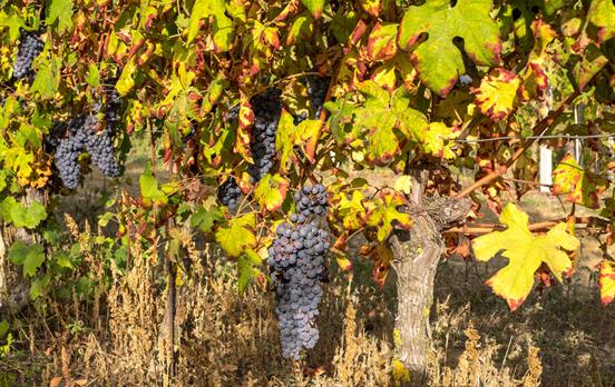 Zeit der Weinlese im Piemont