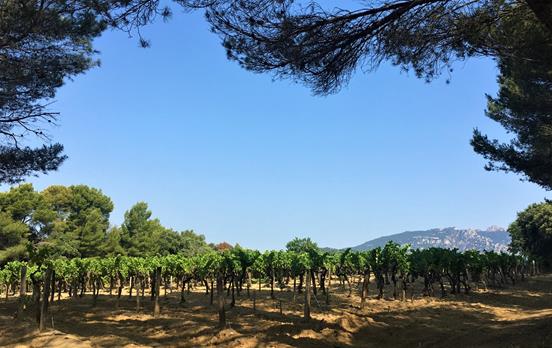 The vineyards around Chateauneuf du Pape