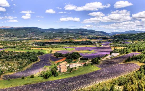 Lavender fields near Bedoin