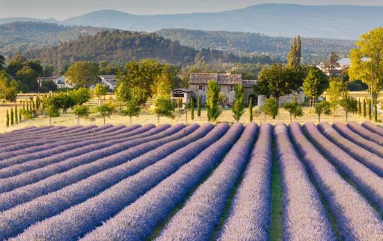 Classic sunflower and lavender fields of Provence