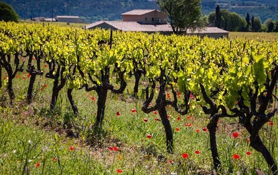 Cycle along vineyards