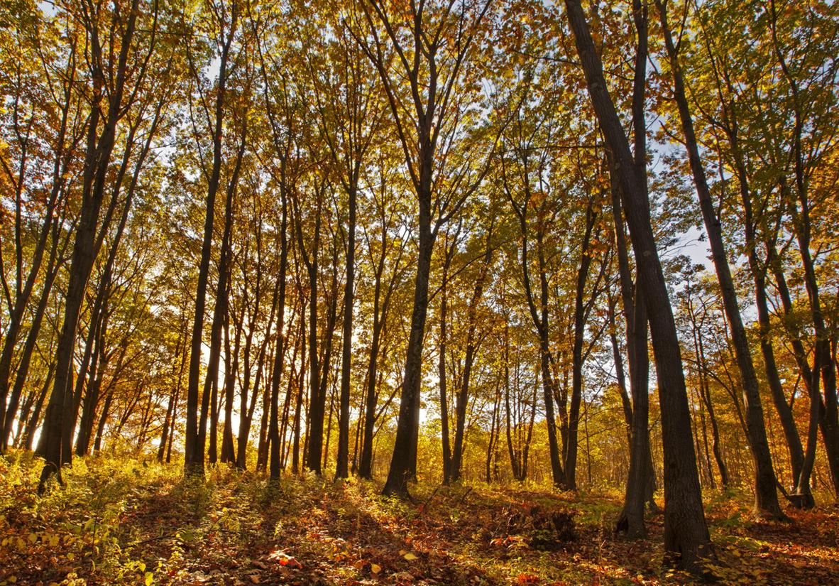 Experience the vibrant colors of the foliage