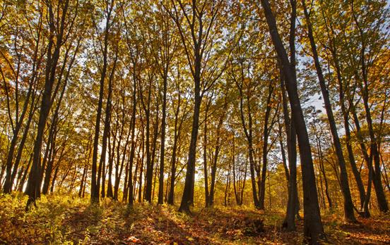 Experience the vibrant colors of the foliage