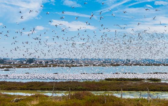 Elkhorn Slough