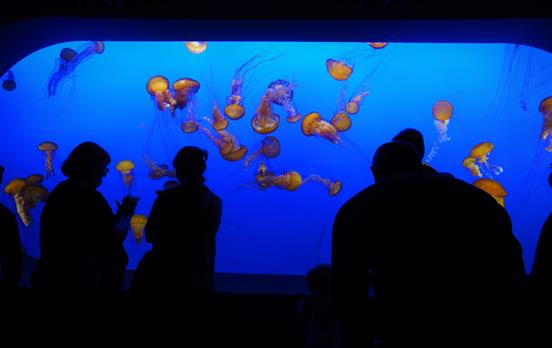 The iconic Monterey Bay Aquarium