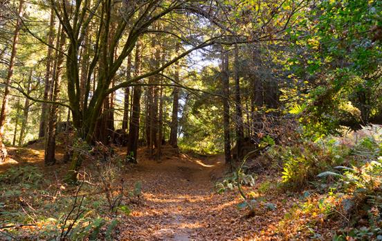 Beautiful Redwoods of Nisene Marks State Park