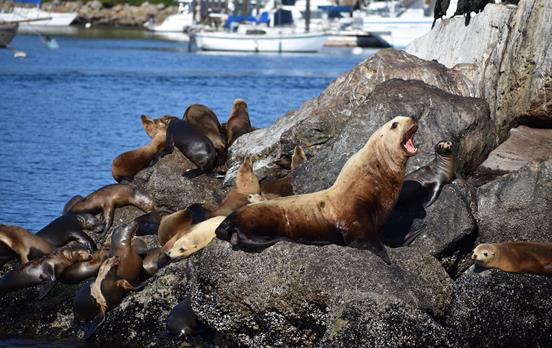 Marine Life of Monterey Bay
