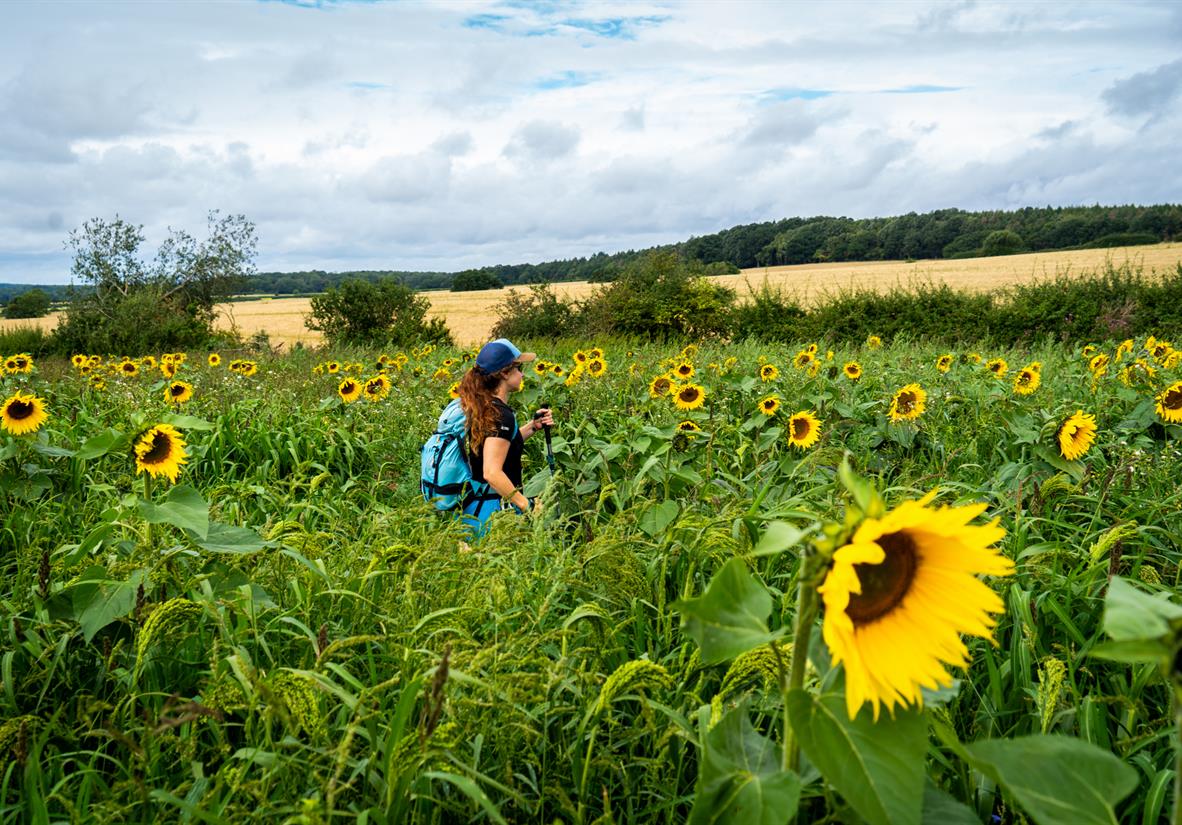 Sunflower fields