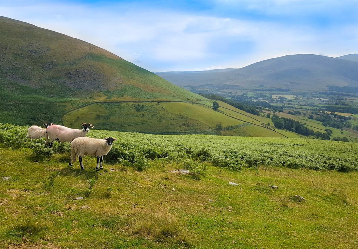 Some inquisitive sheep grazing in the fells