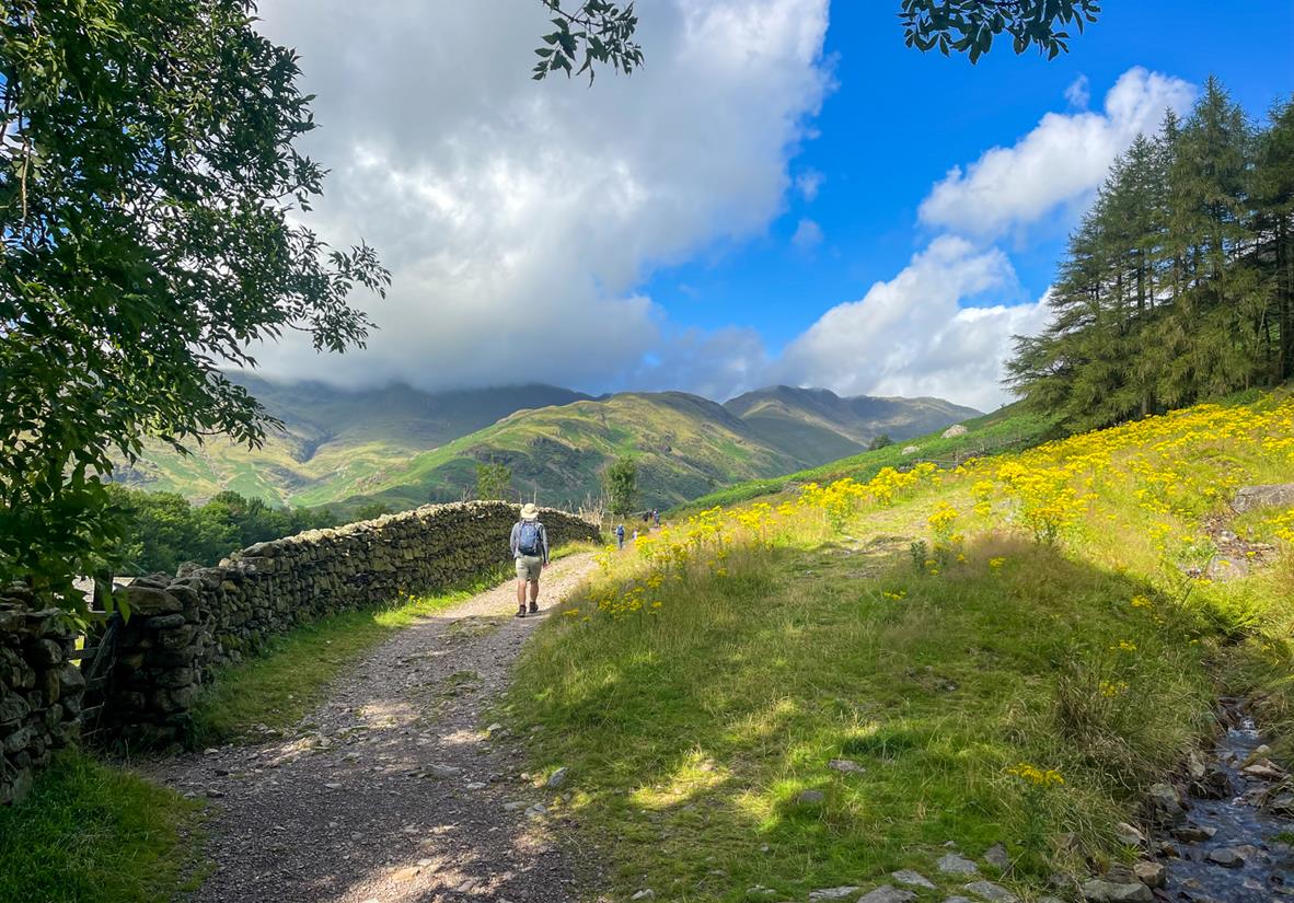 Peaceful trails with vibrant wild flowers