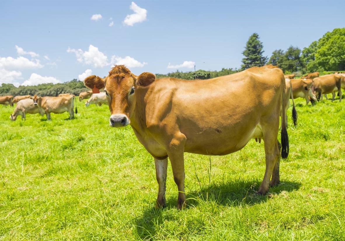 The famous Jersey Cow