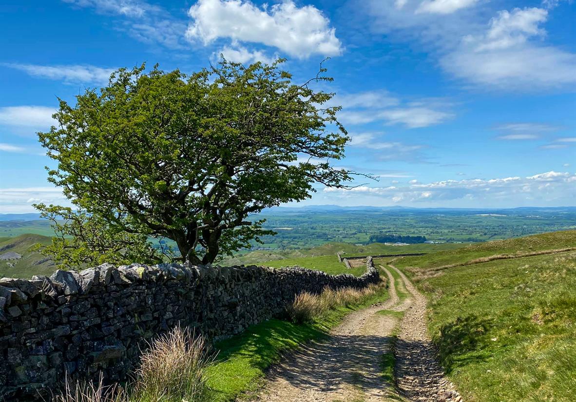 Birdleway paths
