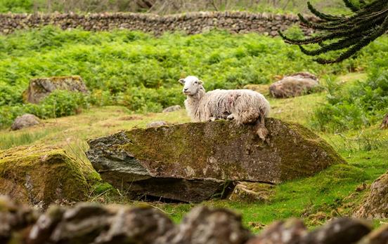 Meet woolly friends along the way