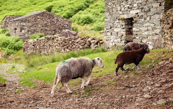 Meet woolly friends along the way