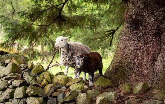Meet woolly friends along the way