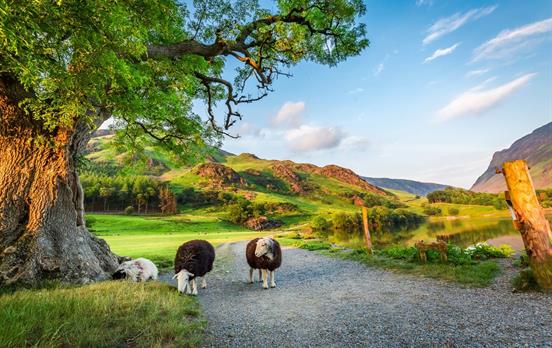 Begleitet von Schafherden