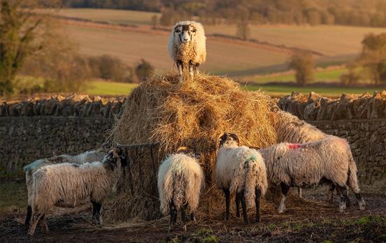 Meet some woolly friends along the way